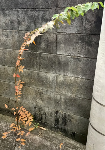冬の始まりの色_f0352451_09554469.jpeg