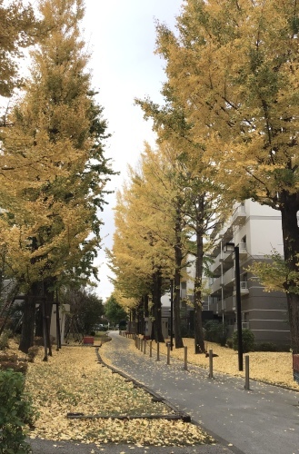冬の始まりの色_f0352451_09583448.jpeg