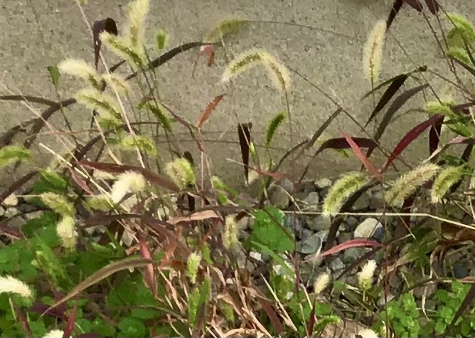 冬の始まりの色_f0352451_10055887.jpeg