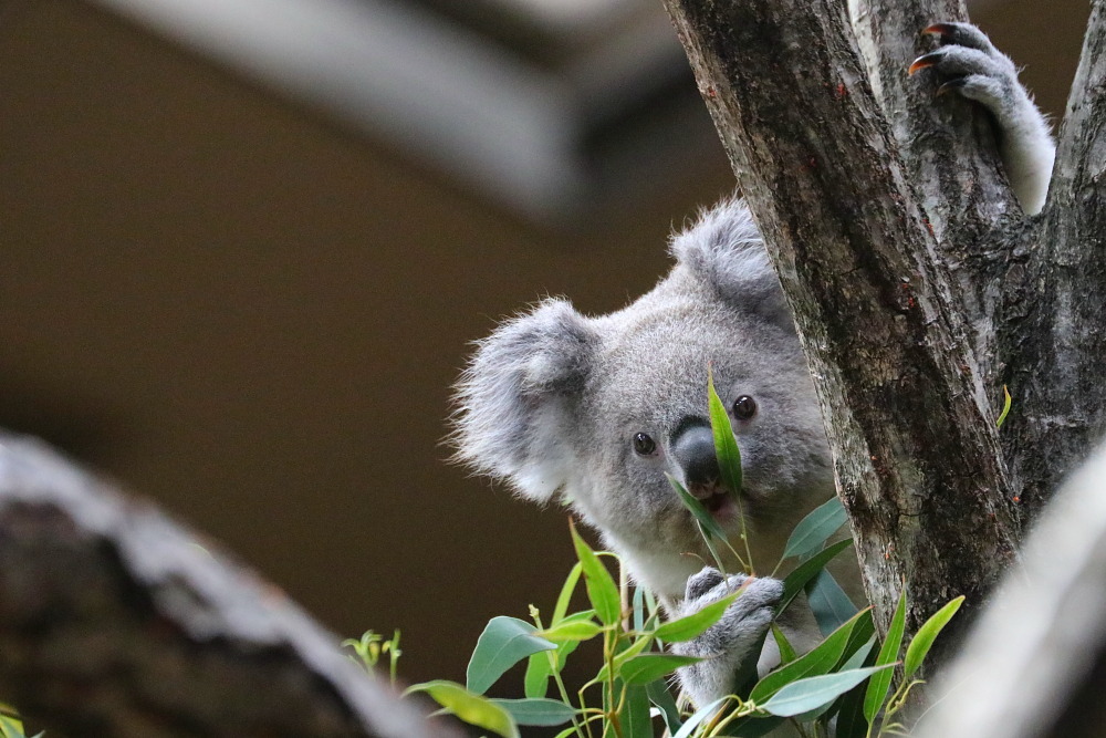 金沢動物園のコアラの赤ちゃんが可愛い メジロさんの動物写真日記
