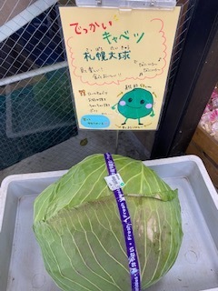 特大キャベツ 札幌大球_e0233190_12235492.jpg