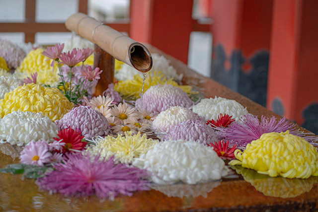 鎌倉 鶴岡八幡宮の菊手水 エーデルワイスphoto 鎌倉 鶴岡八幡宮の菊手水 エーデルワイスphoto
