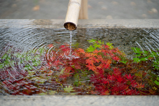 鎌倉 鶴岡八幡宮の菊手水 エーデルワイスブログ