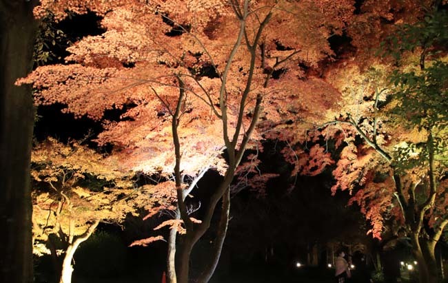 京都府立植物園　紅葉ライトアップ_e0048413_20023826.jpg