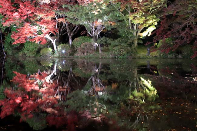 京都府立植物園　紅葉ライトアップ_e0048413_20024382.jpg