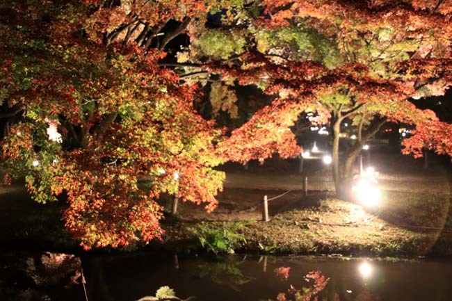 京都府立植物園　紅葉ライトアップ_e0048413_20024746.jpg