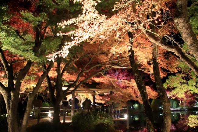 京都府立植物園　紅葉ライトアップ_e0048413_20025713.jpg