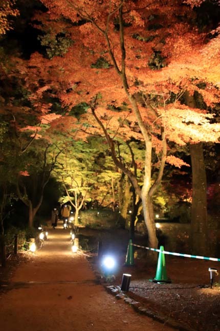 京都府立植物園　紅葉ライトアップ_e0048413_20030261.jpg