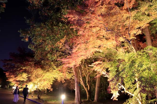 京都府立植物園　紅葉ライトアップ_e0048413_20065274.jpg