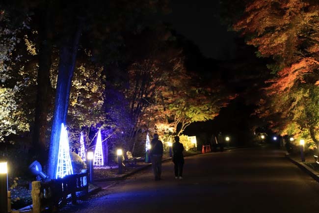 京都府立植物園　紅葉ライトアップ_e0048413_20070284.jpg