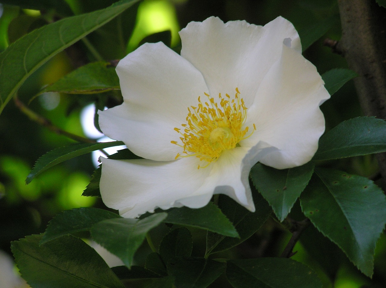 万葉集のドレス＊薔薇(茨)＊ 831UR-Osaka-Shizuku-That-s-So-