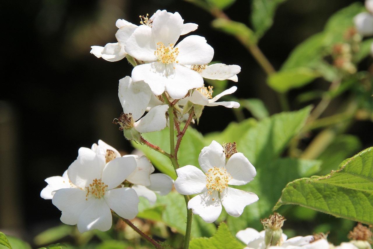 万葉集その八百十六（万葉の薔薇） : 万葉集遊楽