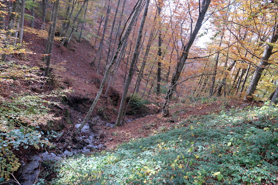 紅葉もきれい栗拾った森カゼンティーノ、トスカーナ_f0234936_06331601.jpeg