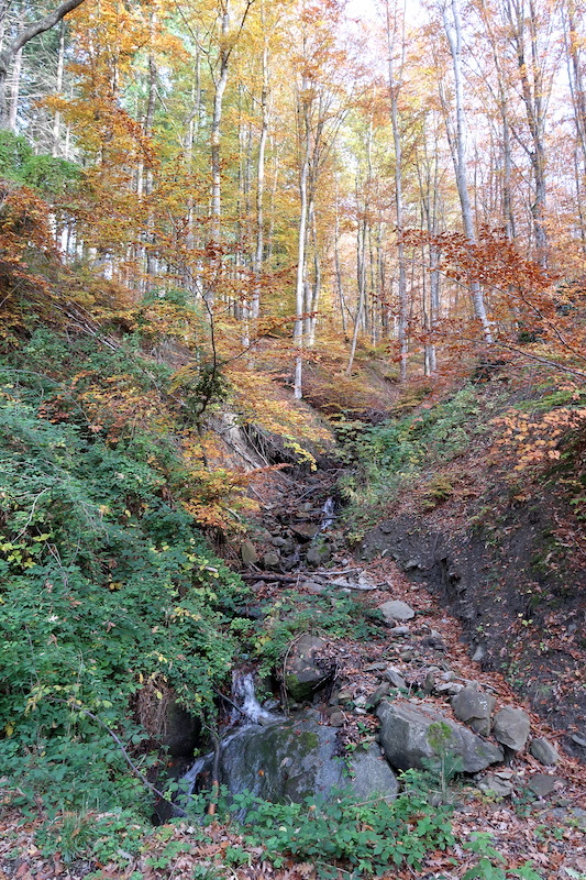 紅葉もきれい栗拾った森カゼンティーノ、トスカーナ_f0234936_06342623.jpeg