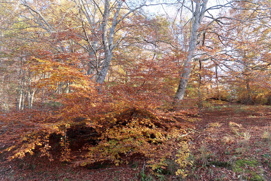 紅葉もきれい栗拾った森カゼンティーノ、トスカーナ_f0234936_06393240.jpeg
