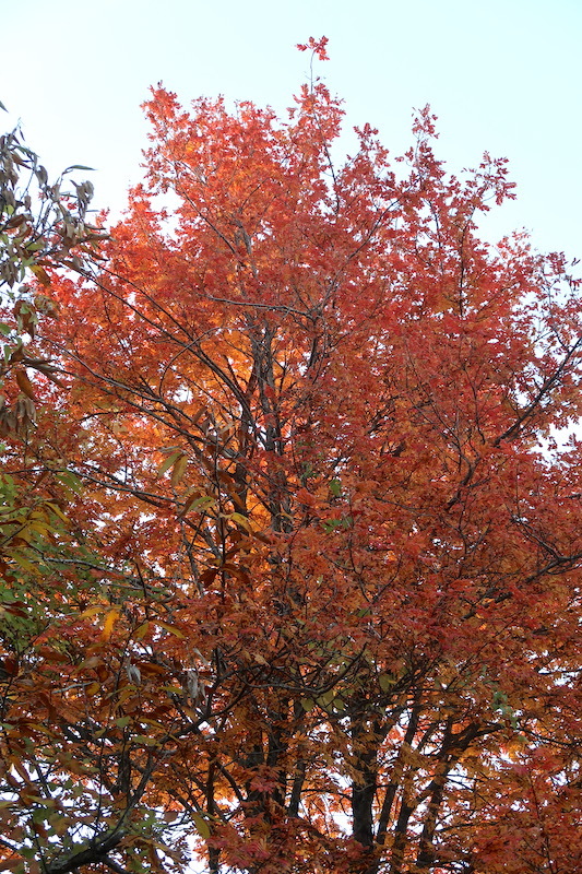 紅葉もきれい栗拾った森カゼンティーノ、トスカーナ_f0234936_06424555.jpeg