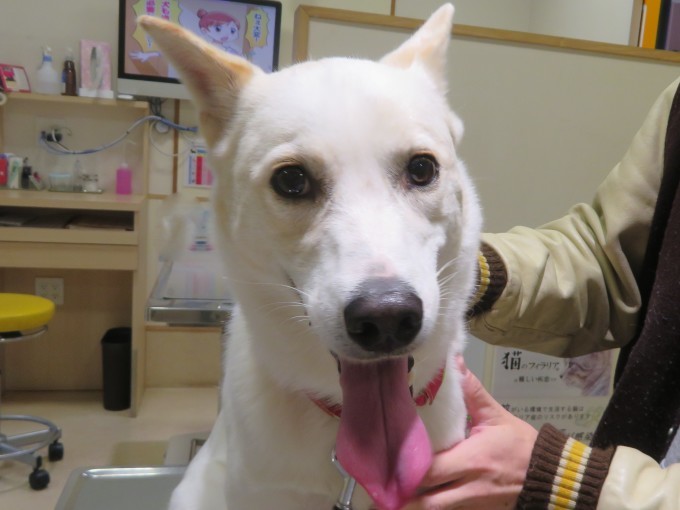11 月 25 日の写真_c0174644_12263665.jpg