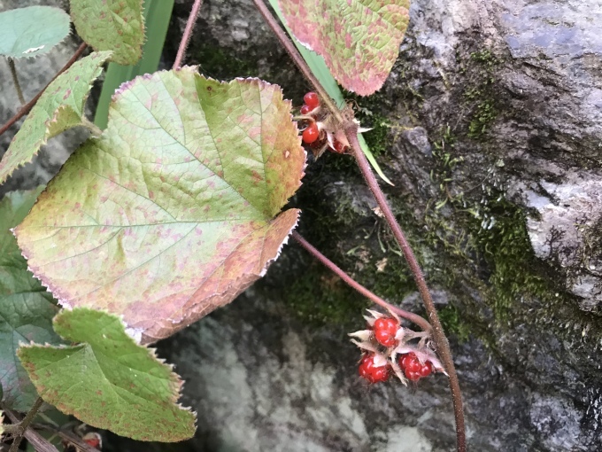 身近な紅葉_d0101846_17500704.jpeg