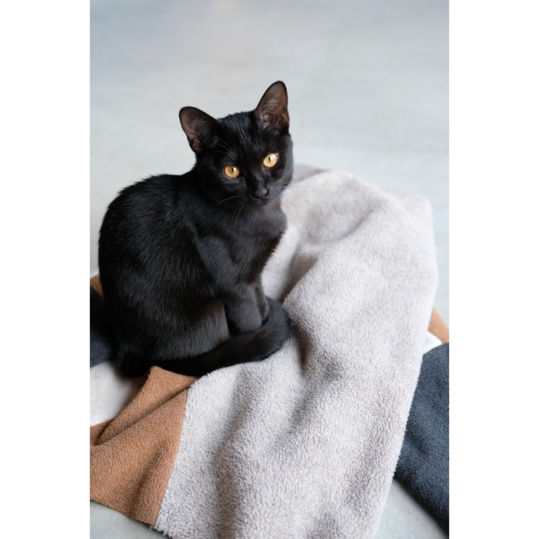 保護猫をむかえたわが家が直面した、大きな選択。_d0227246_14094262.jpg