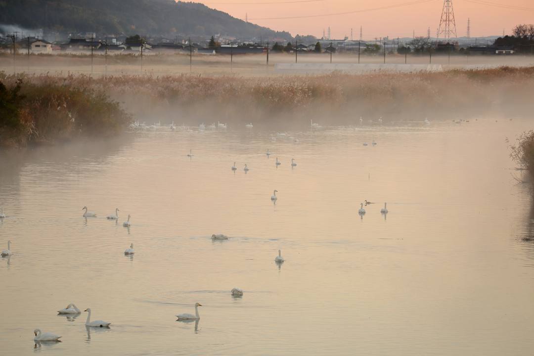 朝の白鳥_e0403850_21443593.jpg