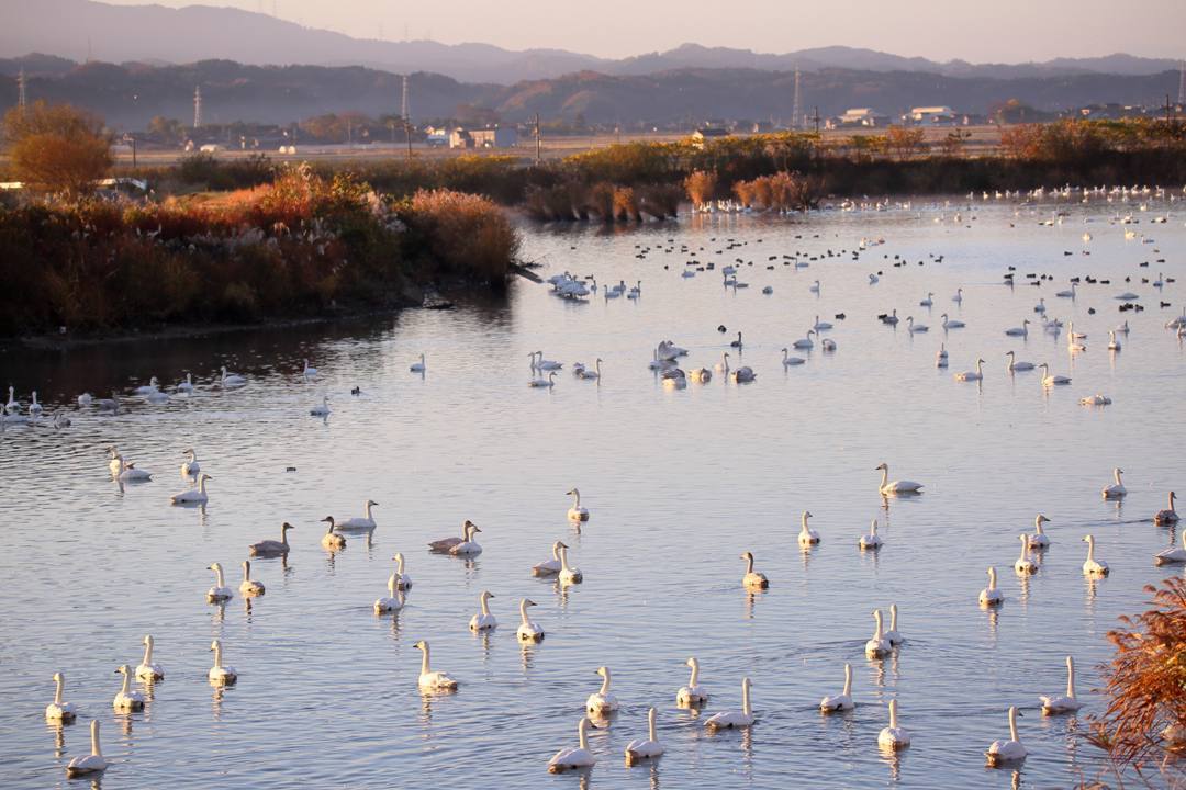 朝の白鳥_e0403850_21444982.jpg