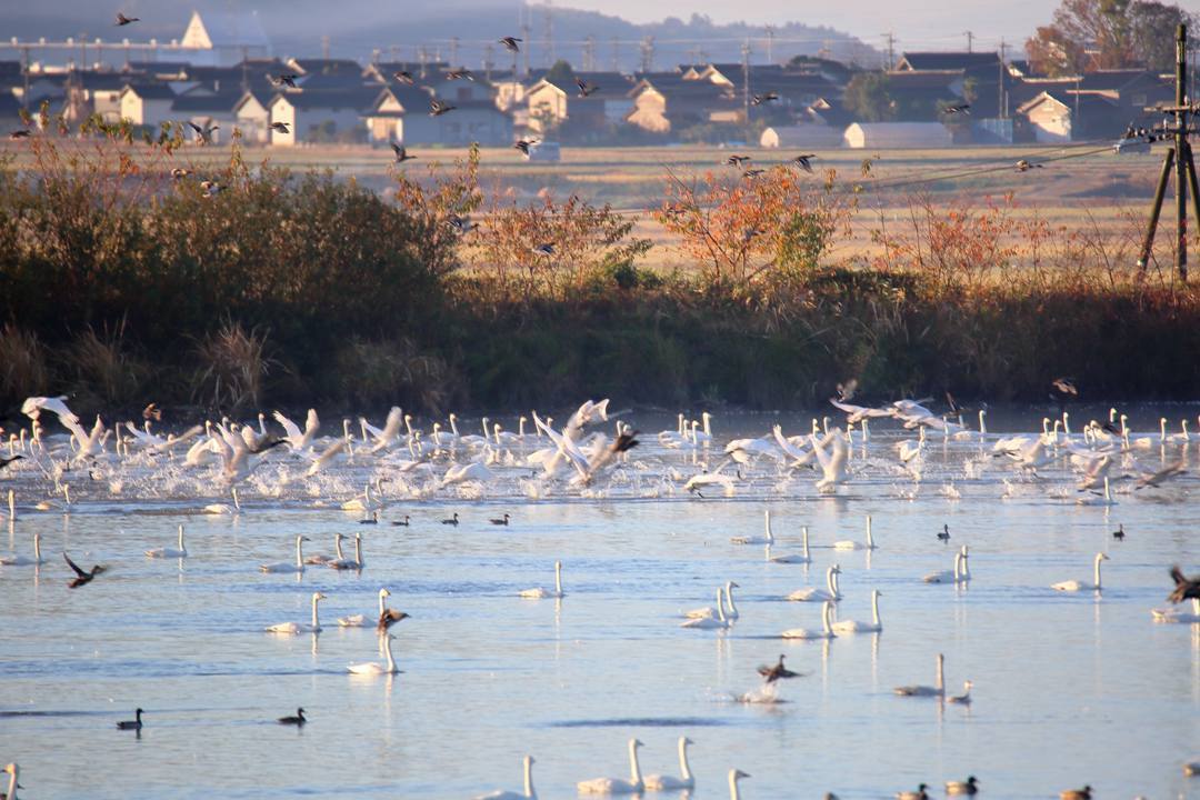 朝の白鳥_e0403850_21445948.jpg