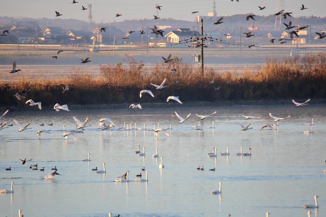 朝の白鳥_e0403850_21450546.jpg