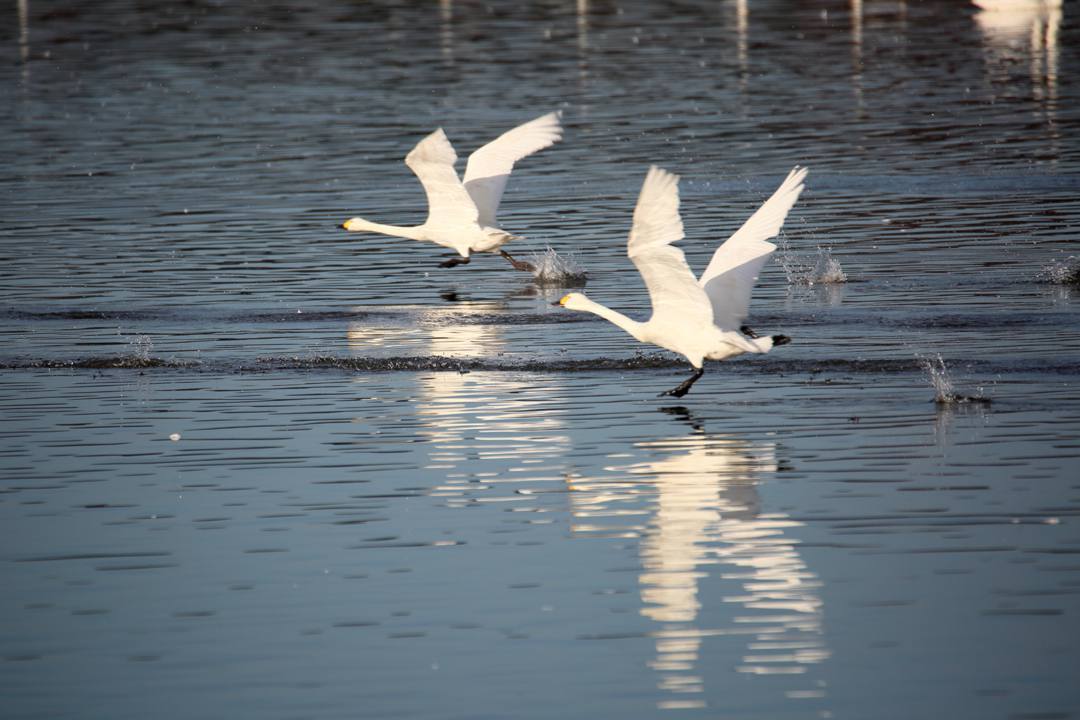 朝の白鳥_e0403850_21451599.jpg