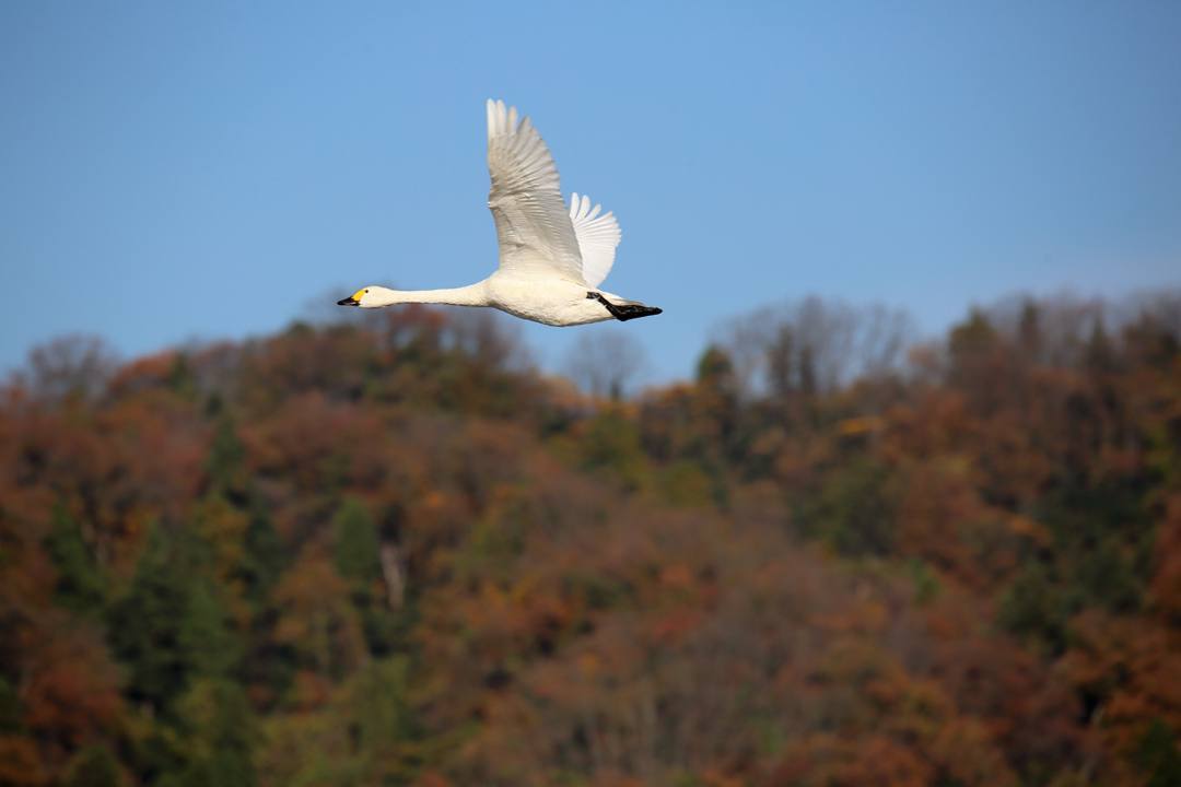 朝の白鳥_e0403850_21452059.jpg
