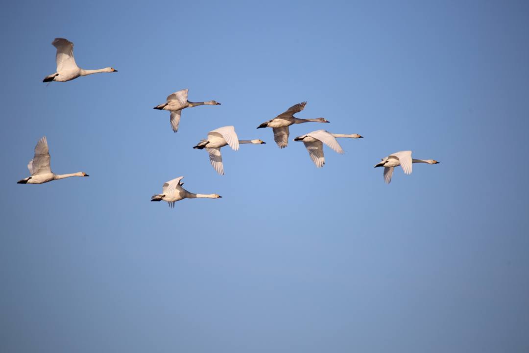 朝の白鳥_e0403850_21452690.jpg