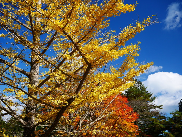 紅葉の高野山へ ８　（終）　２０２０-１１-２６　００：０００_b0093754_15400306.jpg