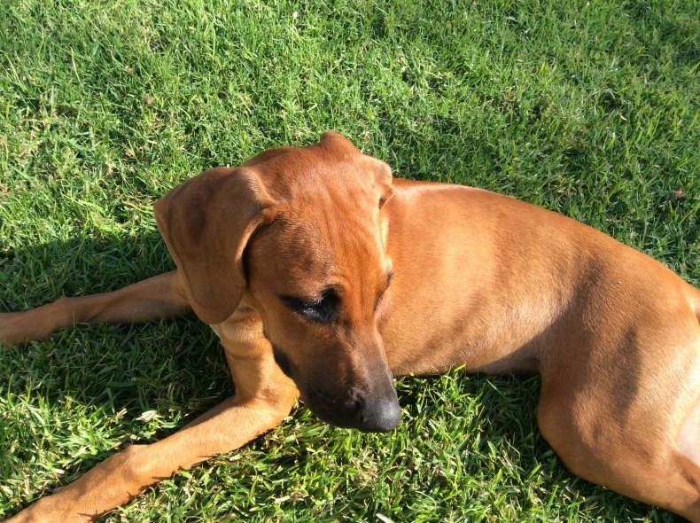 3歳になりました ダイアリー