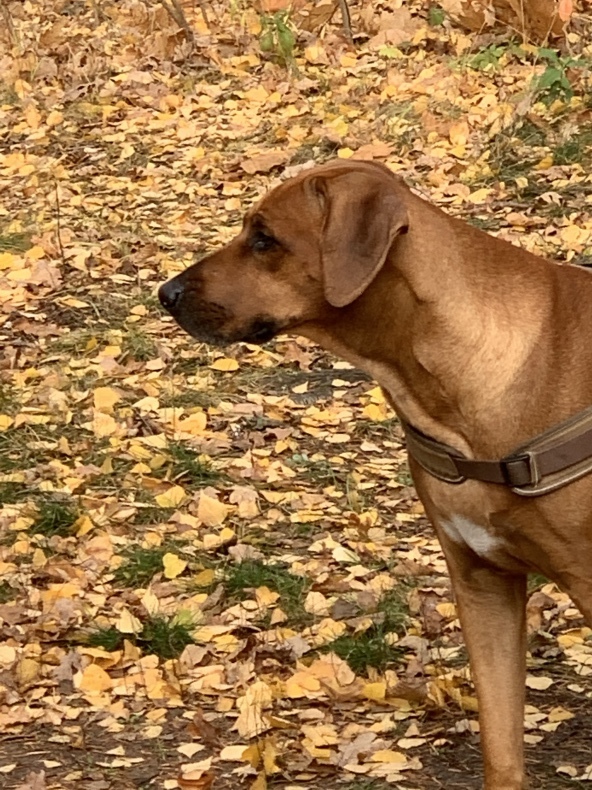 3歳になりました ダイアリー