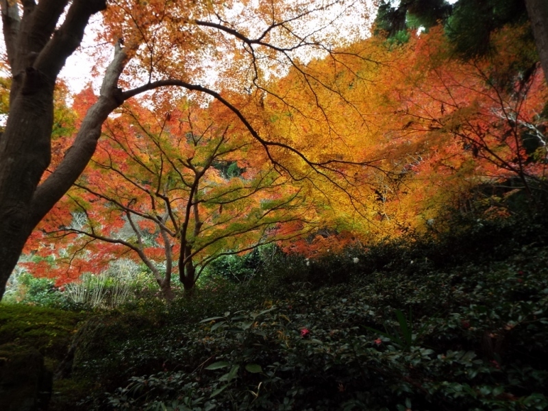 久安寺花の寺　其の５_a0355356_09193182.jpg