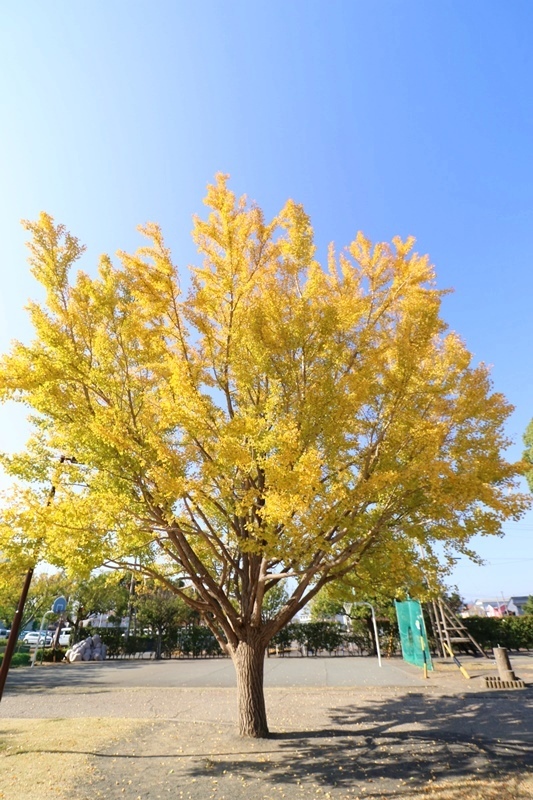 色づく清見田公園♪_a0167759_23110661.jpg