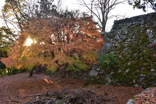 落葉の山城の夜明け　　高取城址_c0303868_14141577.jpg