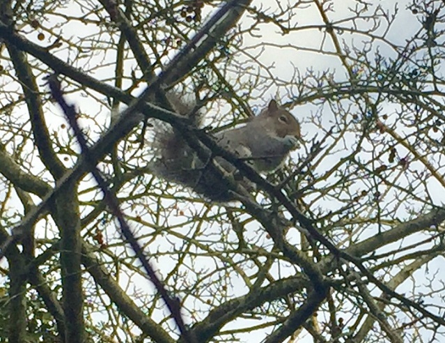イギリスでは冬眠しないリス達 ロンパラ London パラダイス イギリスでは冬眠しないリス達 ロンパラ London パラダイス