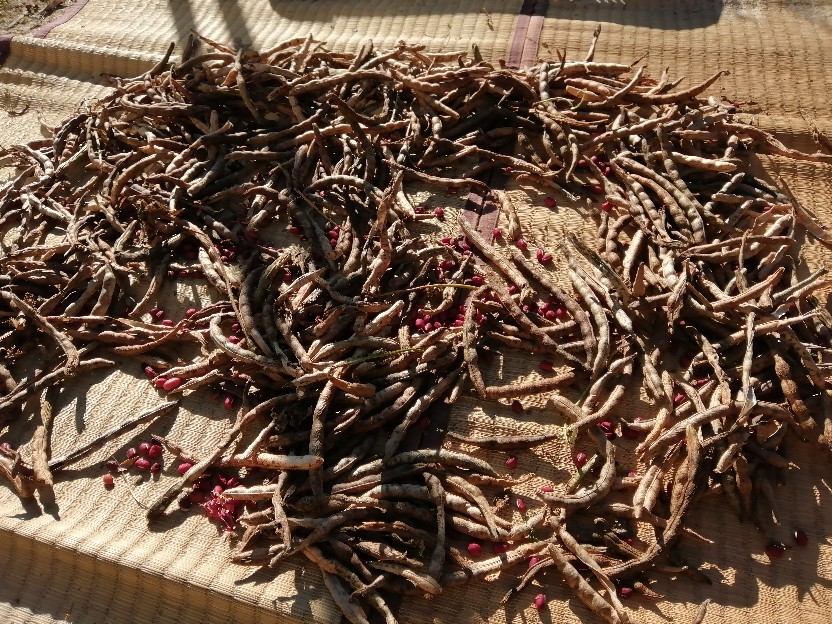 Hsp とランチミーティング Hsp はなそらパラダイス