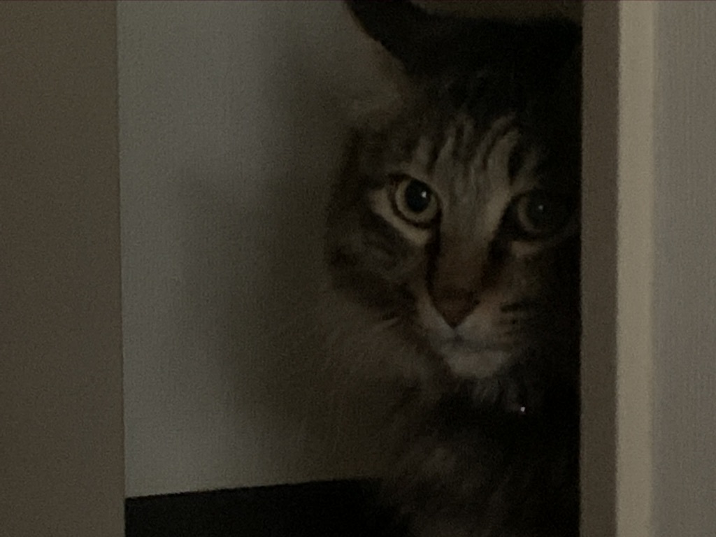 食の引き算生活_b0349795_11324214.jpeg