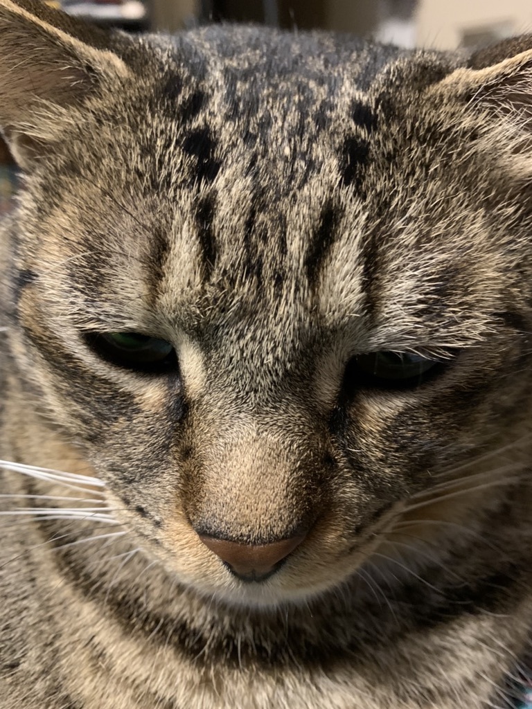 食の引き算生活_b0349795_11330362.jpeg