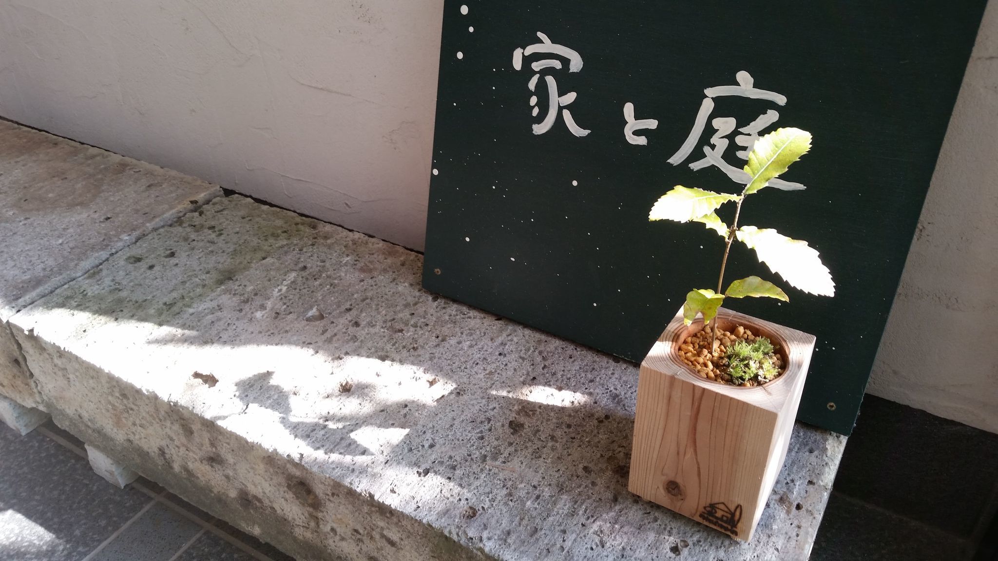 コナラの木の成長 _d0080906_19323262.jpg