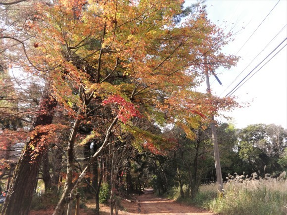 霧島神宮付近の紅葉 だんご虫の花 霧島神宮付近の紅葉 だんご虫の花