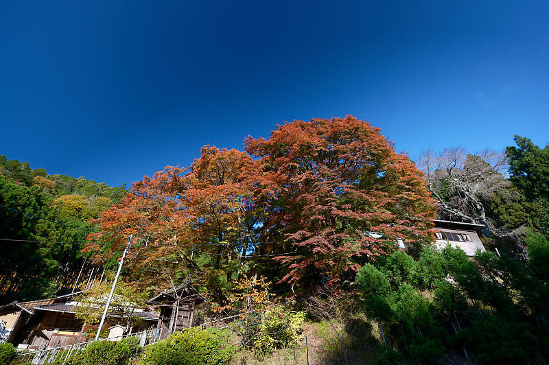 2020京都の紅葉・小野郷　内緒のお寺_f0032011_19004135.jpg