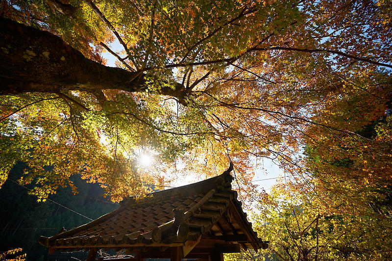 2020京都の紅葉・小野郷　内緒のお寺_f0032011_19004256.jpg