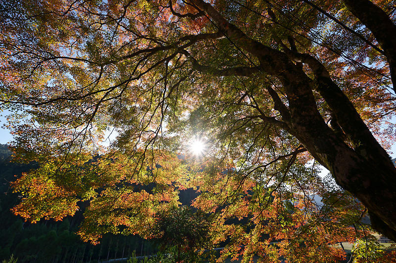 2020京都の紅葉・小野郷　内緒のお寺_f0032011_19004290.jpg