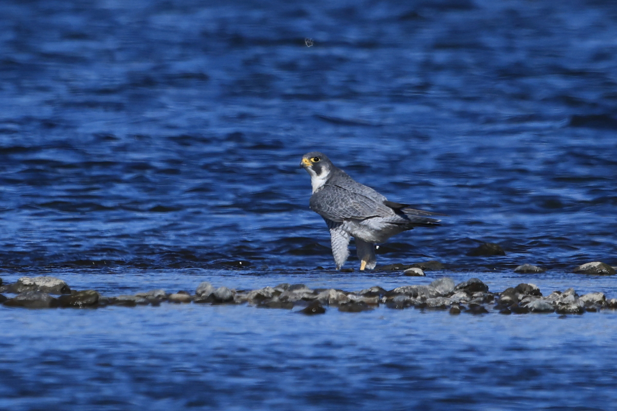 ハヤブサ 大河の中州に着地_f0369315_22444144.jpg