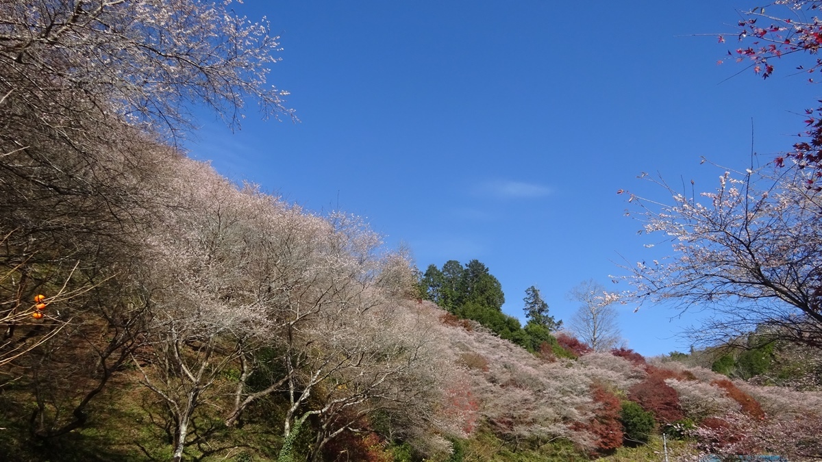 小原の四季桜と瑠璃光山薬師寺 ブロ友パソコン相談室 小原の四季桜と瑠璃光山薬師寺 ブロ友パソコン相談室