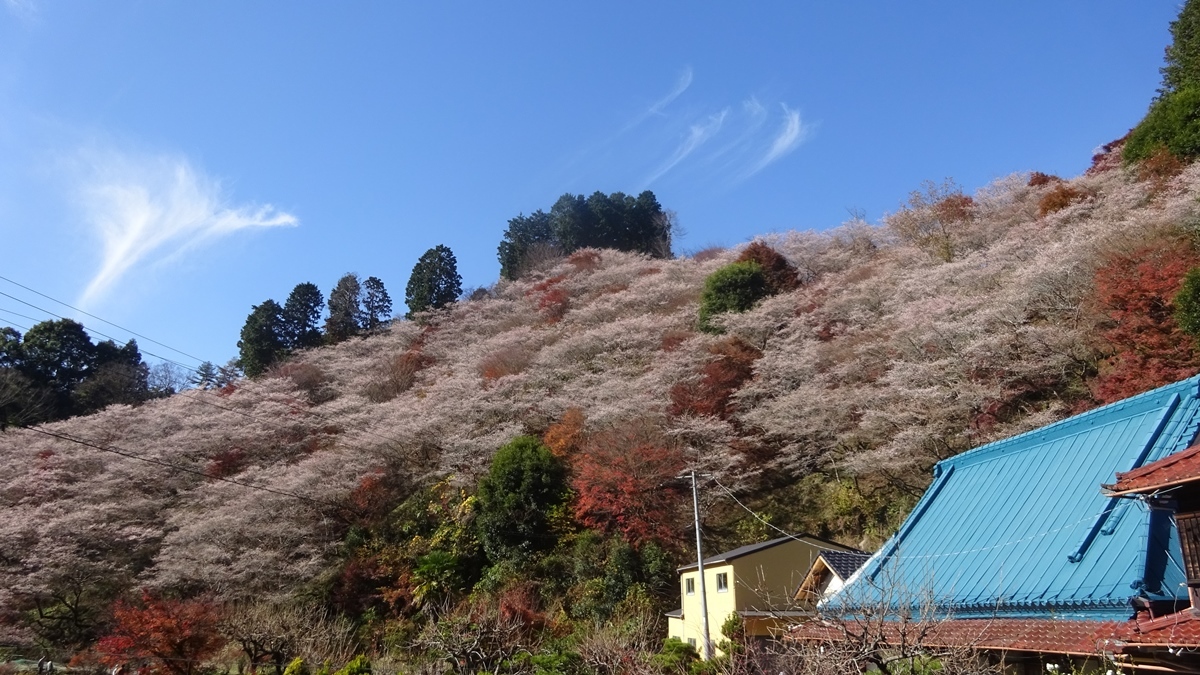 小原の四季桜と瑠璃光山薬師寺 ブロ友パソコン相談室 小原の四季桜と瑠璃光山薬師寺 ブロ友パソコン相談室