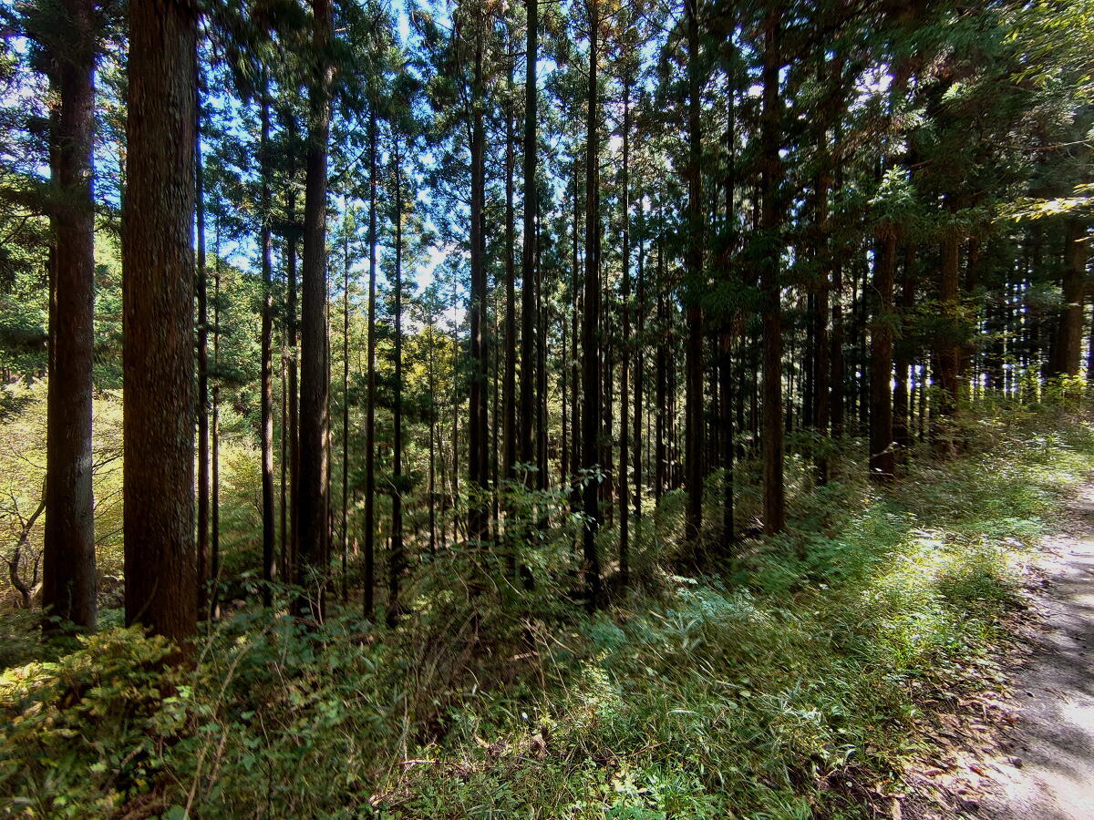 渋滞の日光を避けて栃木県民の森へ_d0137627_21471390.jpg