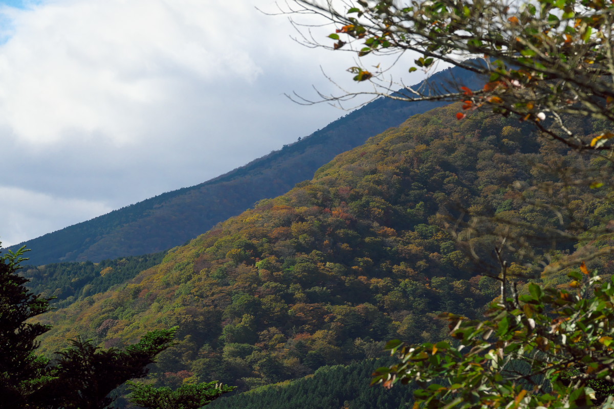 渋滞の日光を避けて栃木県民の森へ_d0137627_22482684.jpg